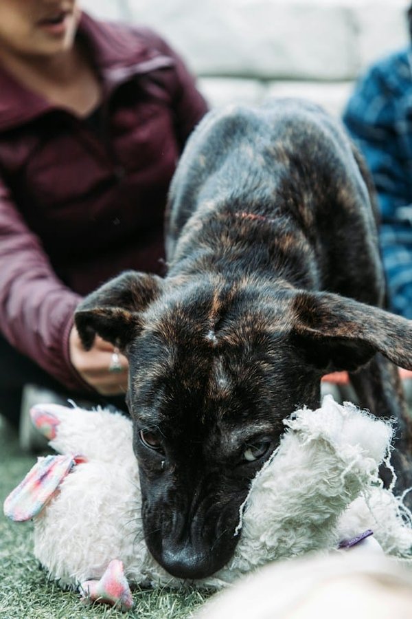 How to deal with jealous behavior in pets?